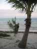 costa maya christmas tree2_1.JPG